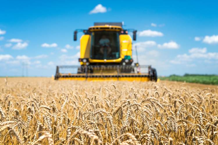 combine in field of wheat combine in field of wheat